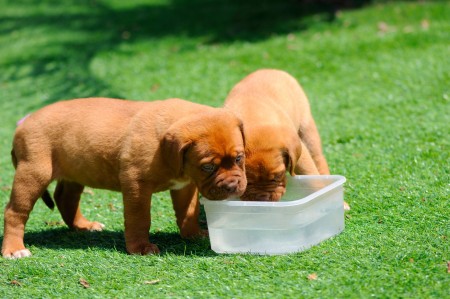 ミネラルは動物に良くない